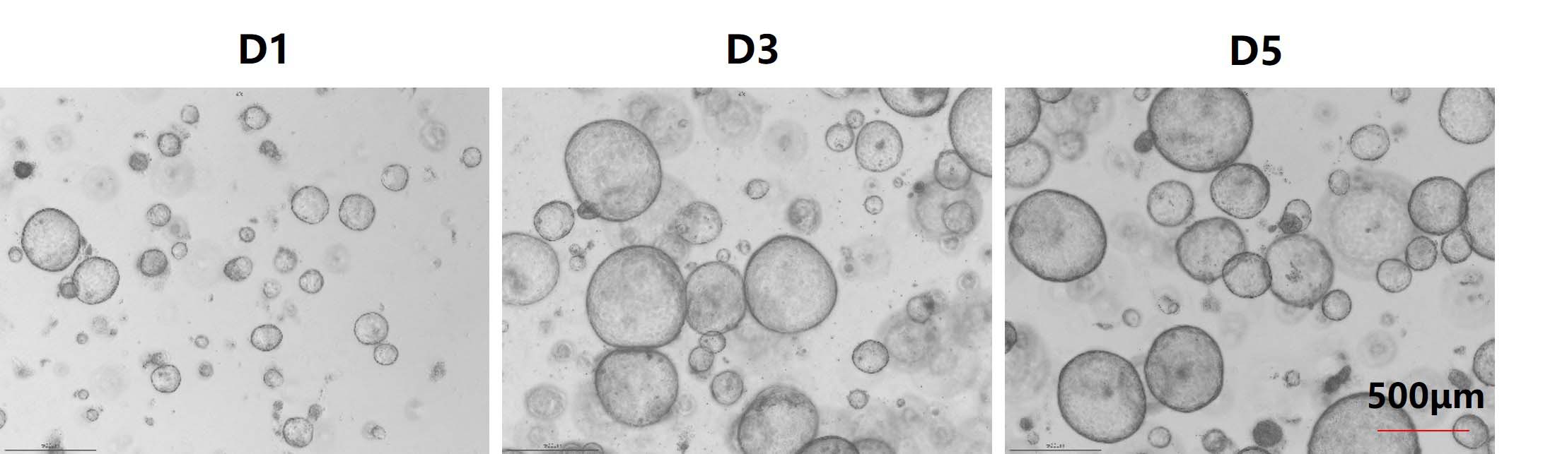  FGF-10 ORGANOID CULTURE