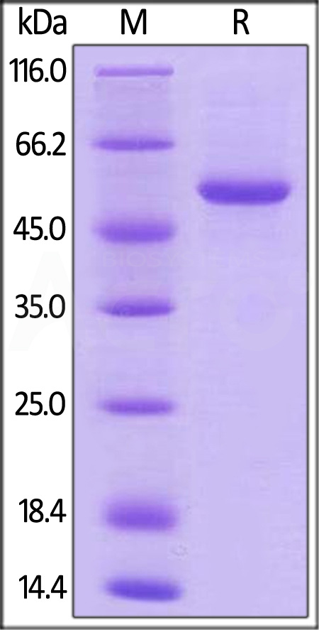 4-1BB Ligand SDS-PAGE