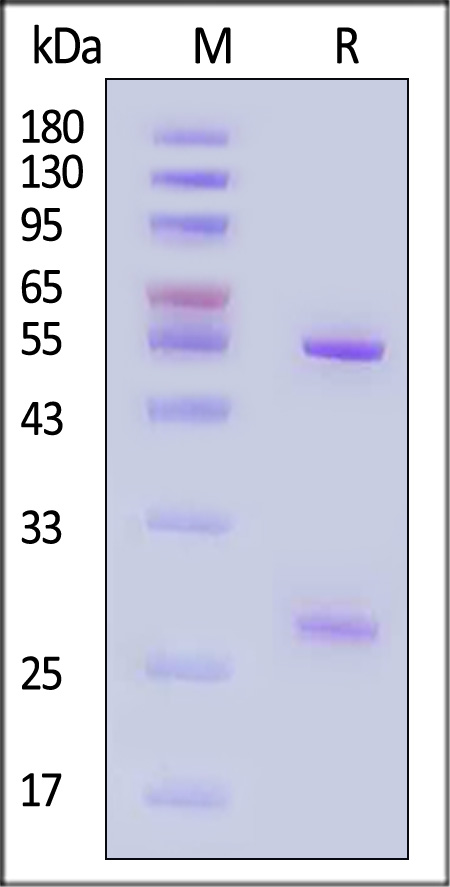 A1L-M698-sds