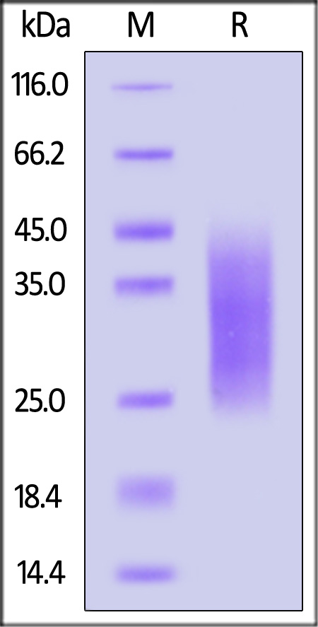 A3L-M5243-sds