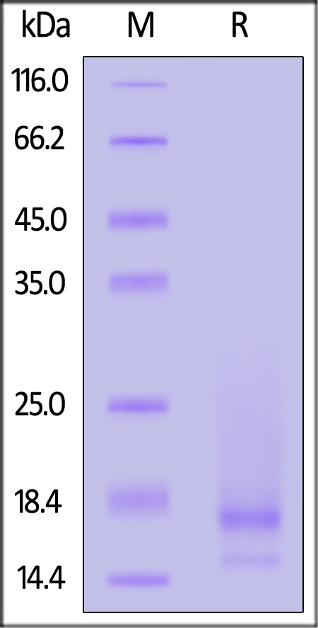 A35R SDS-PAGE