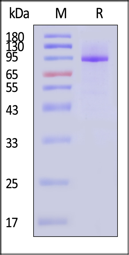 A3R-M52H5-sds