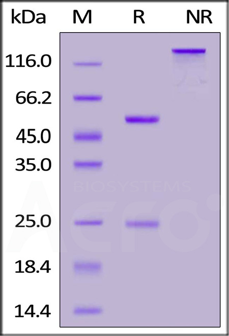 Adalimumab SDS-PAGE