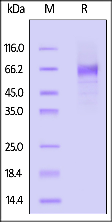 B7-H7 SDS-PAGE