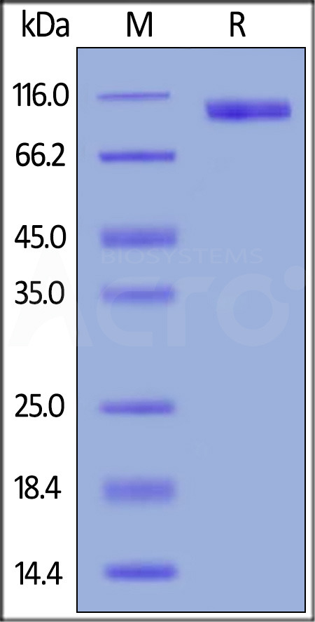 B7-H3 (4Ig) SDS-PAGE