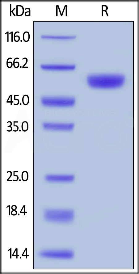 BA1-H5213-sds