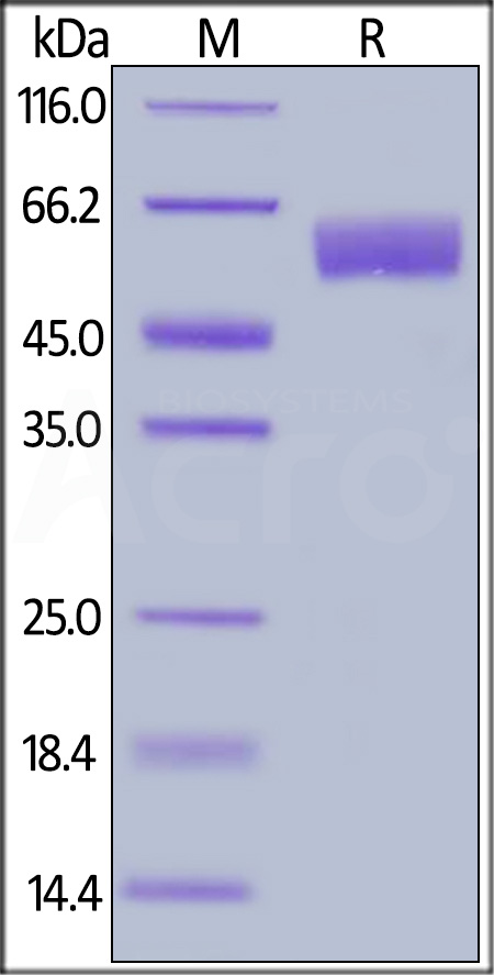 BACE-1 SDS-PAGE