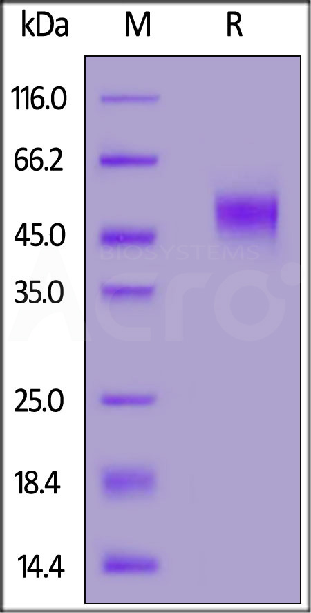 Glycoprotein / GP (virus) SDS-PAGE