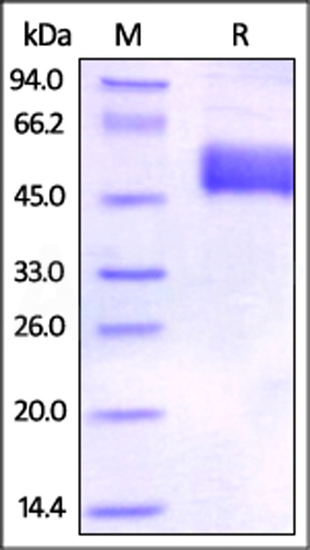 BTA-H5255-sds