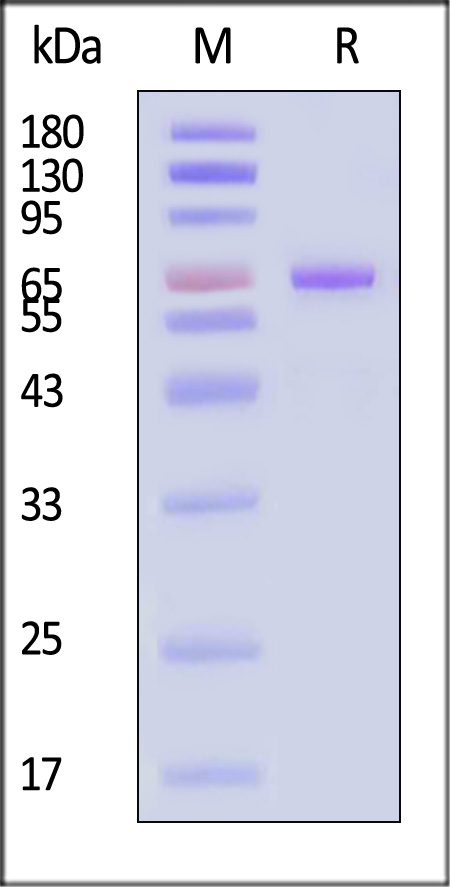 CA3-H52H3-sds