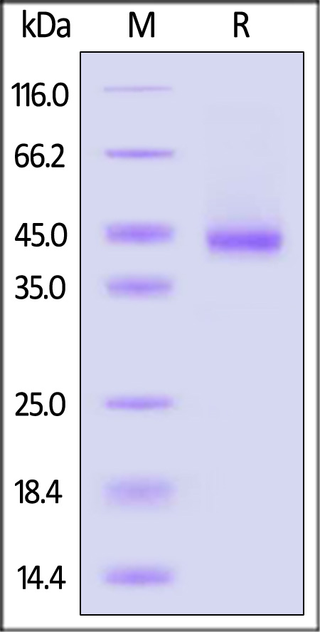 CC1-H5253-sds