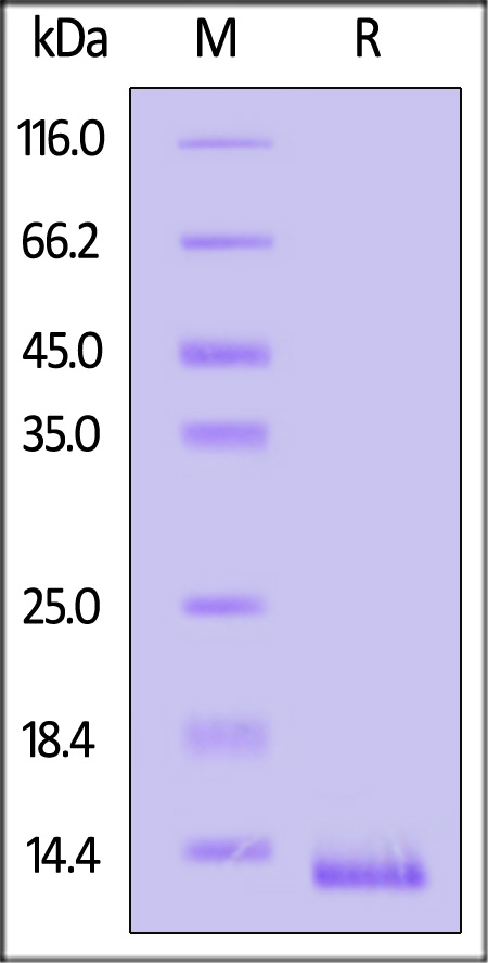 CCL3 SDS-PAGE