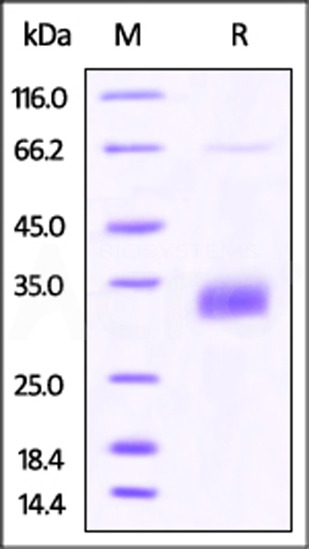 CD0-H82E8-sds