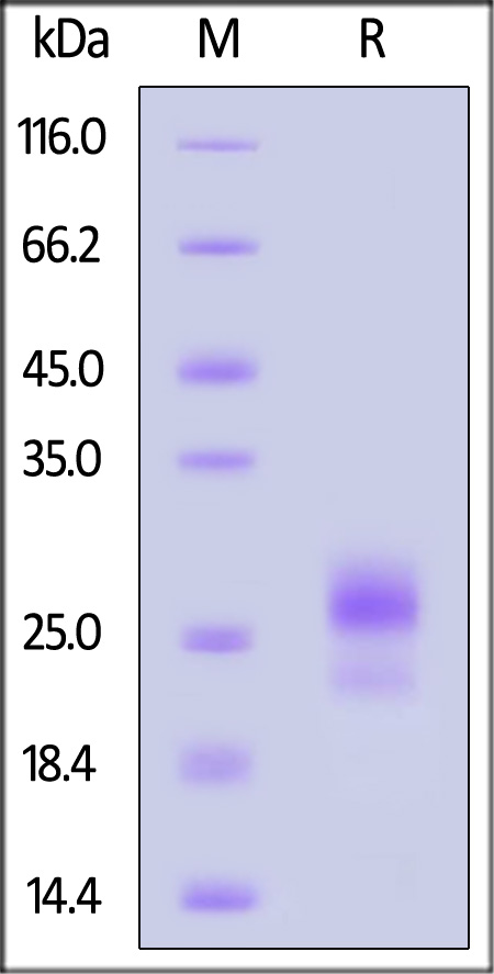 CD0-R52H8-sds