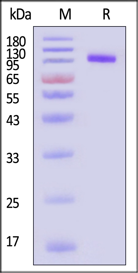 CD1-H52H6-sds