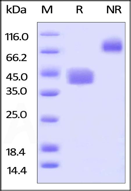 CD52 SDS-PAGE