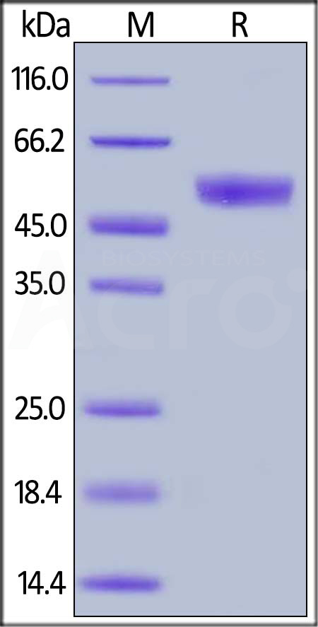 CD4-H5253-sds