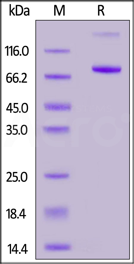 CD4 SDS-PAGE