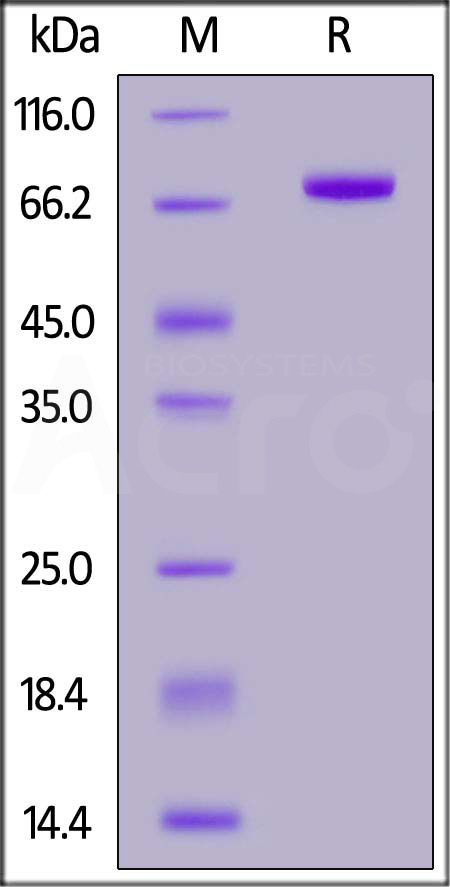 CD5-H5253-sds