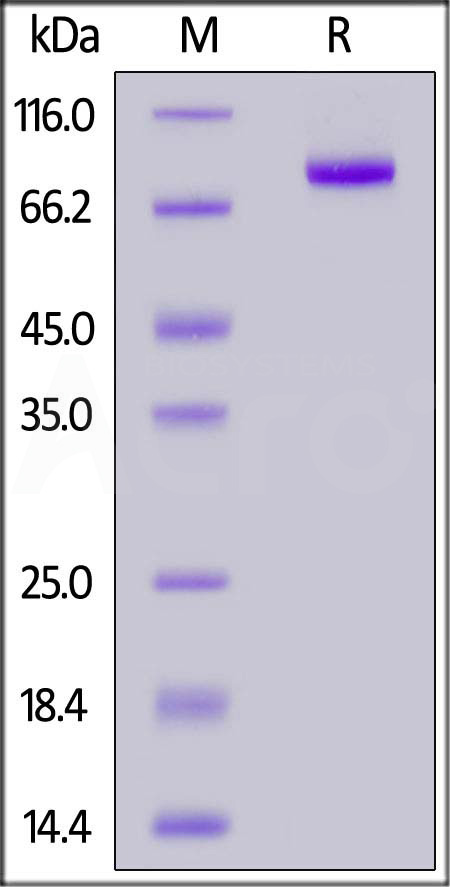 CD5-H82F3-sds