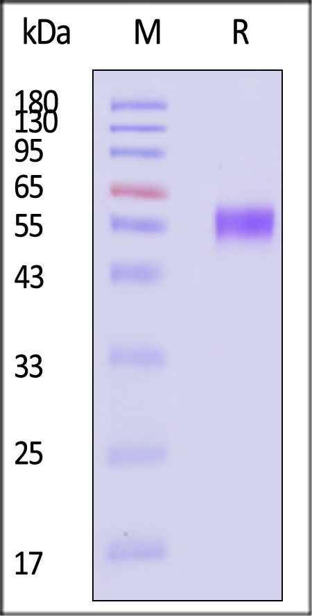 CD5-M82E3-sds