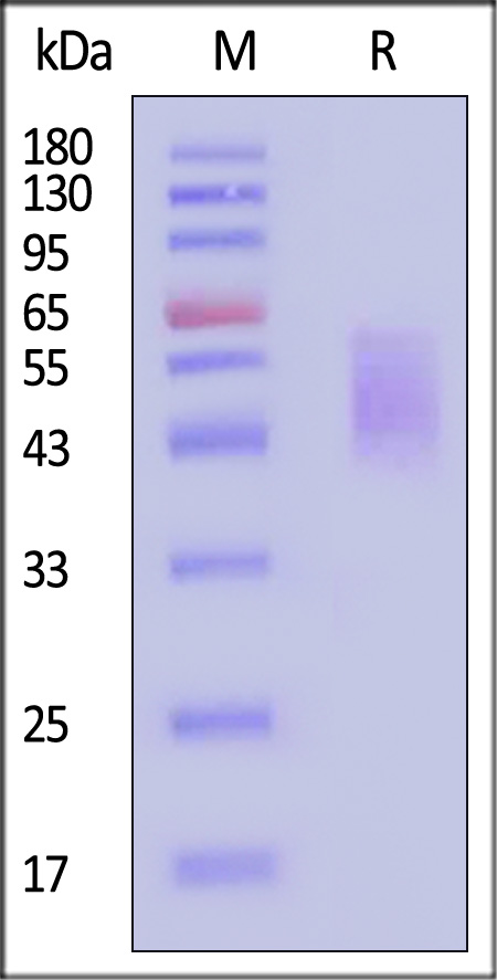 CD6-H5223-sds