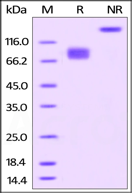 B7-2 SDS-PAGE