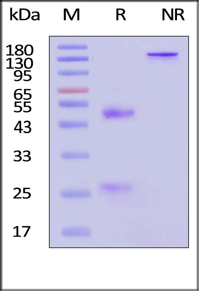 CD6-M782G0-sds