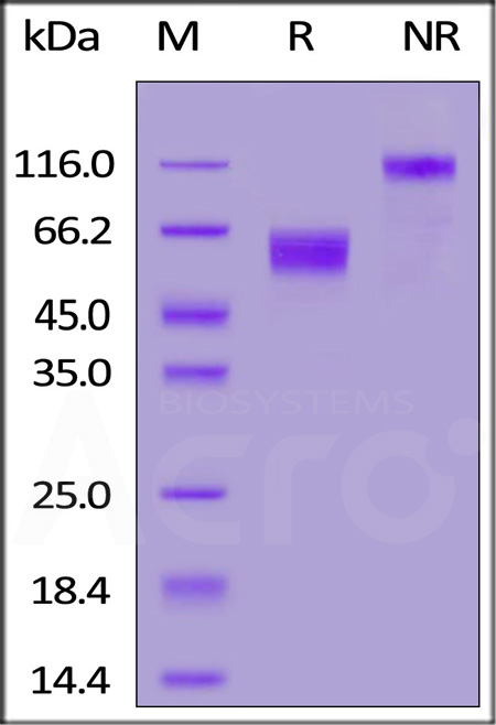 CD47 SDS-PAGE