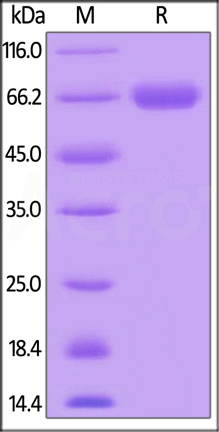 CD8-H5253-sds