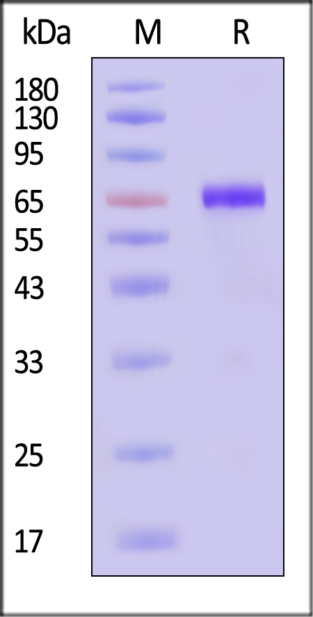 CD38 SDS-PAGE