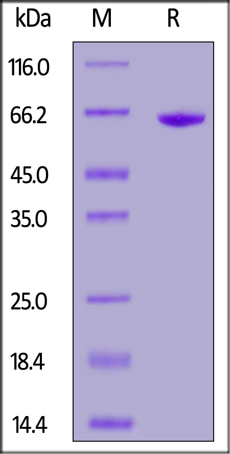 CD9-BV4324b-sds