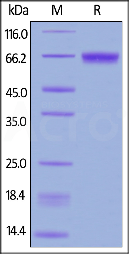 CD9-H52H6-sds