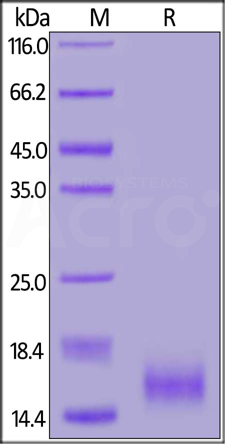 CD9-H52H9-sds