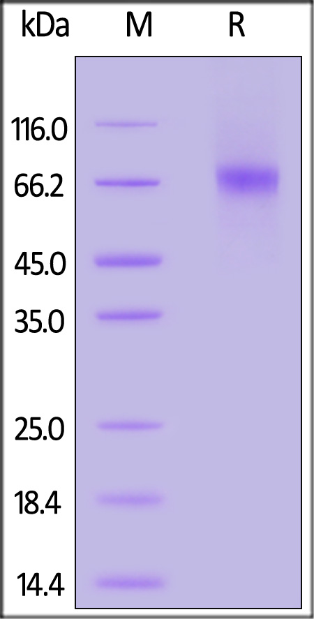 CD9-H82E8-sds