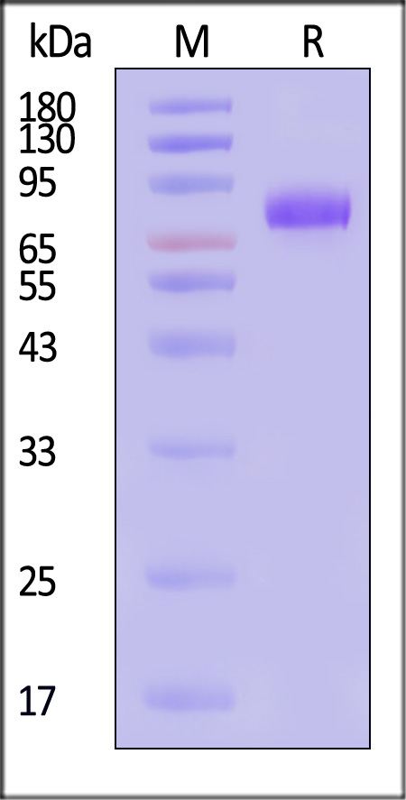 CD9-M5257-sds