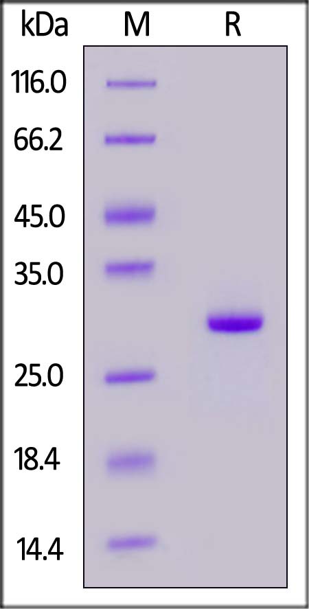 CD9-M52Hb-sds