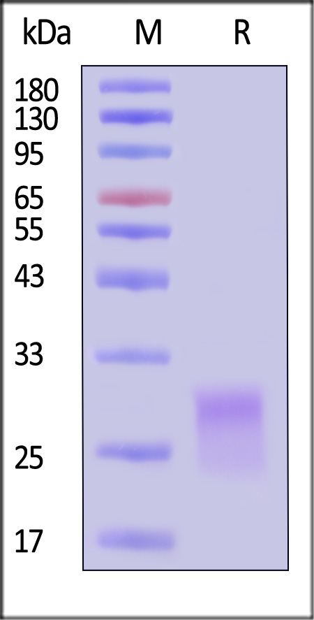 CDA-HA2H6-sds