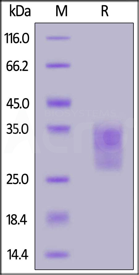 CDB-M52H4-sds