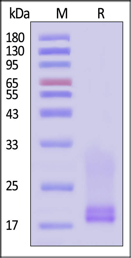 CD3E & CD3D SDS-PAGE