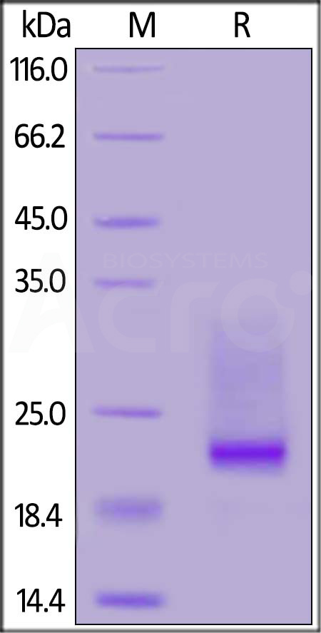 CDD-M82W5-sds