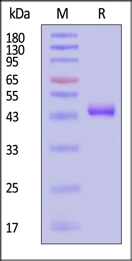 CD3 epsilon SDS-PAGE