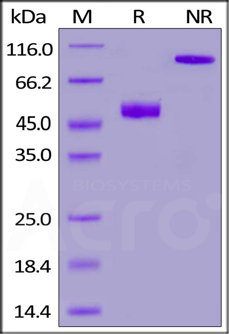 CD3E & CD3G SDS-PAGE