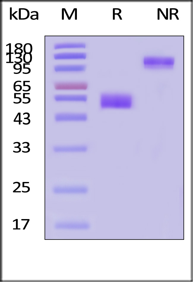 CDH-H5251-sds