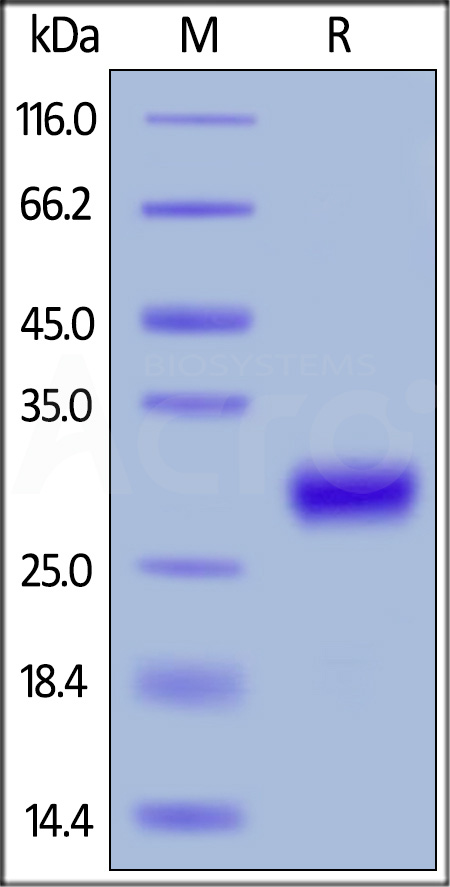 CD27 Ligand SDS-PAGE