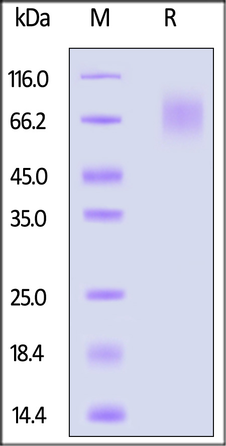 CE1-C52H6-sds