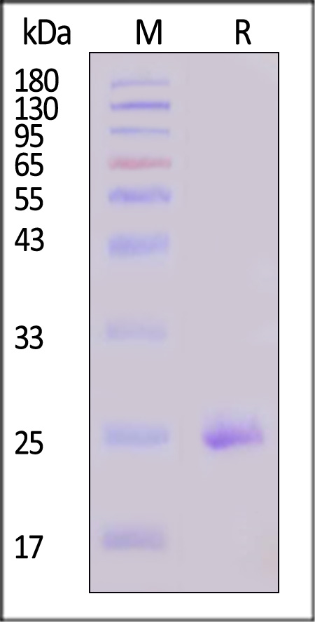 CL4-H5587-sds