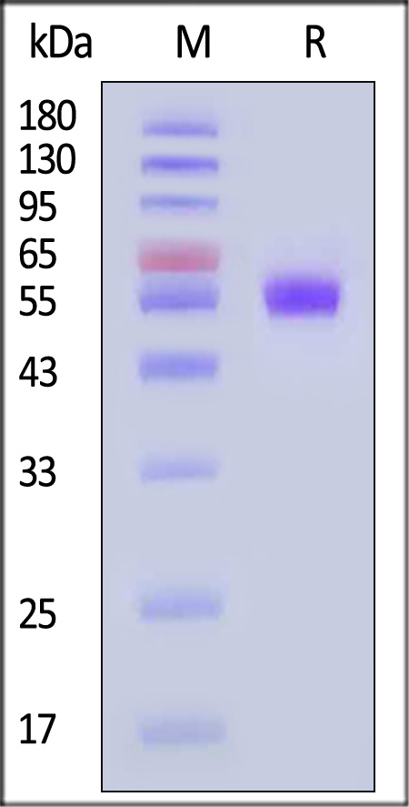 CLE-M5253-sds