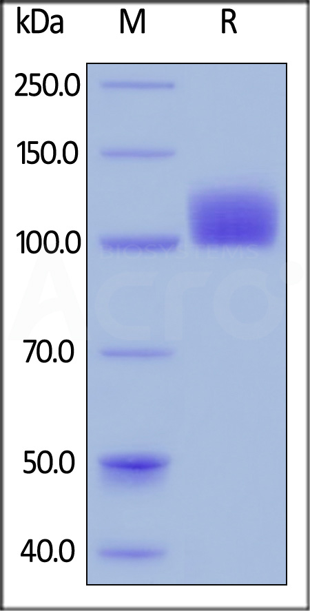 M-CSF R SDS-PAGE