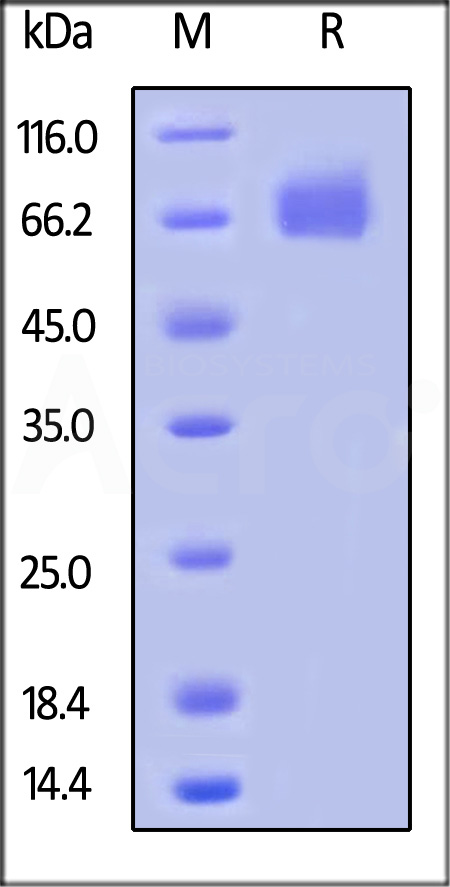 M-CSF R SDS-PAGE